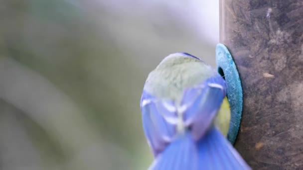 Zeitlupenaufnahme Von Vögeln Die Auf Einem Vogelfutterhäuschen Landen Und Samen — Stockvideo