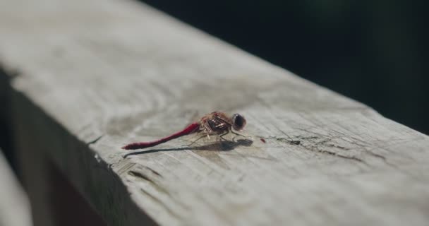 Κόκκινο Dragonfly Κινούμενη Ουρά Κάθεται Ακόμα Ξύλινη Ράγα Ηλιόλουστο Απόγευμα — Αρχείο Βίντεο