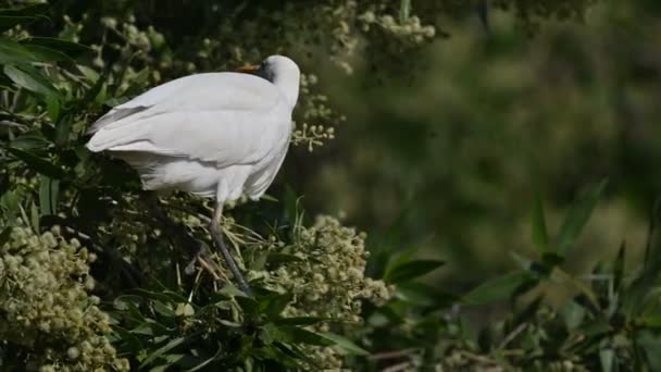 Cattle Egret Wandering Marsh Land Trees Bahrain Back Waters Food — Stock Video