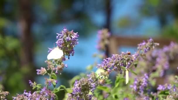 Close Common Brimstone Butterflies Echium Vulgare Flowers — Stock Video