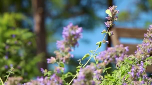 Vista Cercana Mariposa Amarilla Solitaria Rama Flor Púrpura Día Soleado — Vídeo de stock