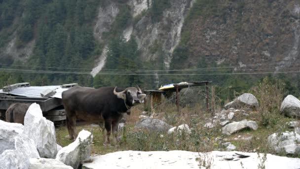 Två Vattenbufflar Stenig Hage Himalayabergen Nepal — Stockvideo