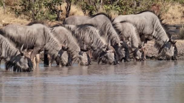 Szerokie Ujęcie Stada Niebieskich Dzikich Zwierząt Pijących Przy Wodopoju Botswanie — Wideo stockowe