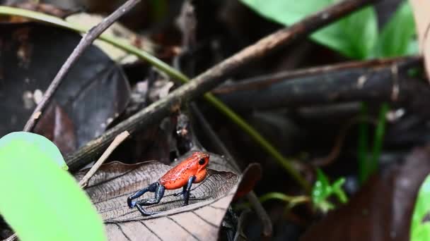 Strawberry Poison Dart Frog Oophaga Pumilio Blue Jeans Color Morph — Stock Video