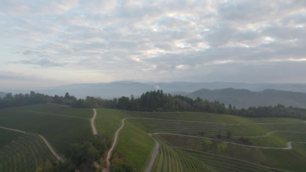 Воздушная Тележка Над Красивыми Виноградниками — стоковое видео