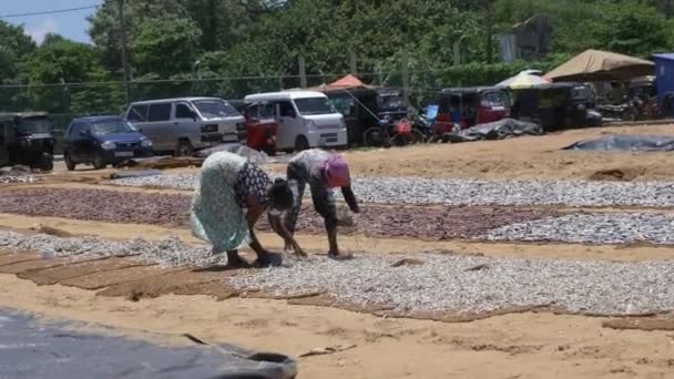 在斯里兰卡尼甘布市 两名妇女戴着口罩 在烈日炎炎下为干鱼工作 — 图库视频影像