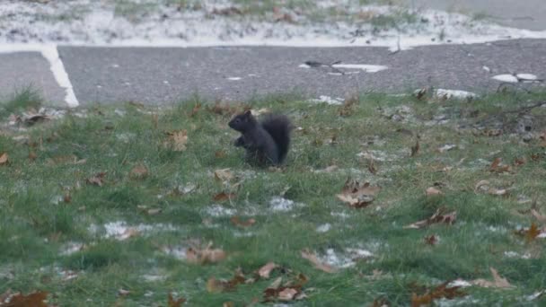 Esquilo Forrageando Para Inverno Após Primeira Queda Neve — Vídeo de Stock