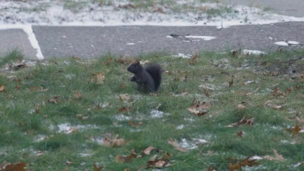 Uno Scoiattolo Che Foraggia Inverno Dopo Prima Nevicata — Video Stock