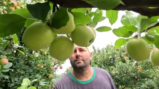 Agricultor Inspecciona Cosecha Manzanos Manzanos Huerto Brasil — Vídeos de Stock