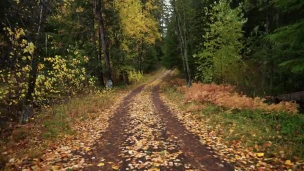Viaje Gimbal Derribado Por Camino Rural Otoño Oregon — Vídeos de Stock