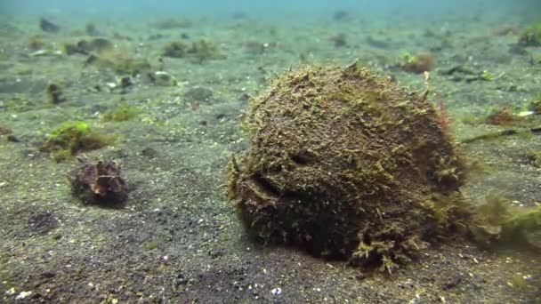 Das Erschöpfte Tintenfischweibchen Atmet Nach Der Eiablage Schwer Weitschuss Mit — Stockvideo