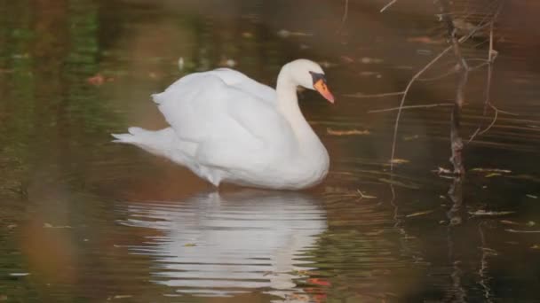 Anmutiger Weißer Schwan Den Untiefen Des Sees Video Zeitlupe Schwenkrecht — Stockvideo