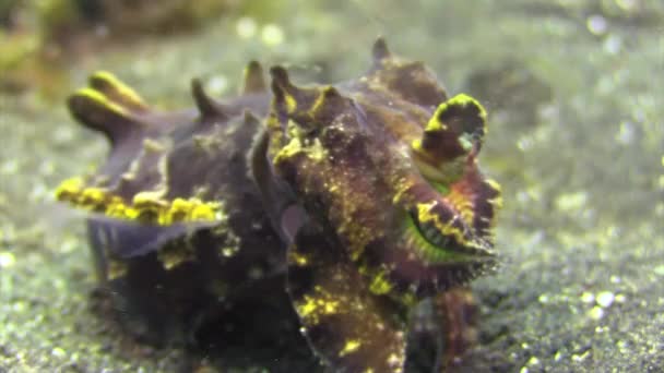 Female Flamboyant Cuttlefish Preparing Lay Eggs Front View Close Revealing — Stock Video