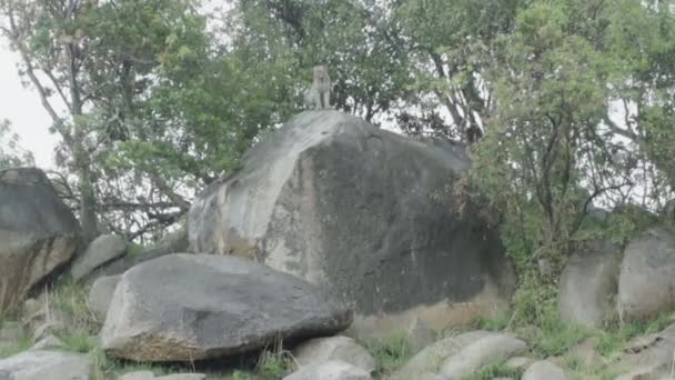 Νεαρό Αρσενικό Λεοπάρδαλη Ένα Βράχο Δίπλα Ένα Δέντρο Κατά Διάρκεια — Αρχείο Βίντεο