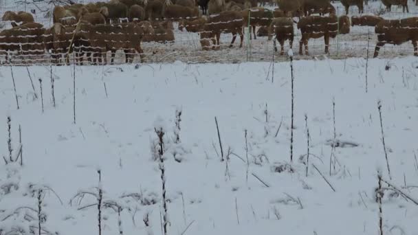 白い冬の風景の中にフェンスの後ろに羊の大きな群れの一番下の傾きに曇りの空 小さい子羊は母親の隣にいます — ストック動画