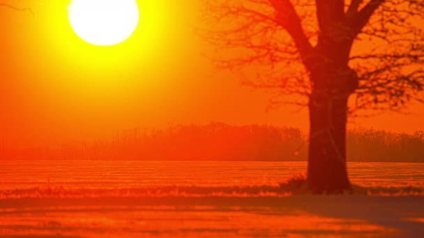 太陽の火の玉の背景にある野生の牧草地 タイムラプス 活気のある夕日 — ストック動画