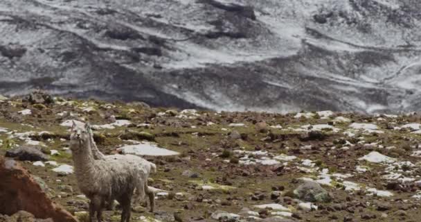 Llamas Perto Pampas Galeras Peru — Vídeo de Stock