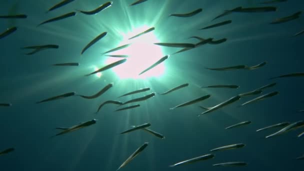 Kopfüber Schwimmende Kleine Fischschwärme Unter Der Oberfläche Des Klaren Meerwassers — Stockvideo