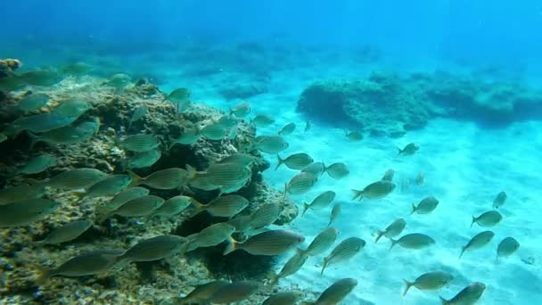 Fischschwärme Schwimmen Natürlicher Unterwasserumgebung Zeitlupe — Stockvideo