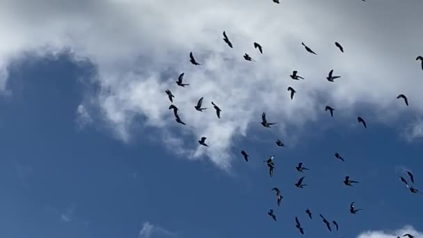 Flock Pigeons Flying Sky Slow Motion Video — Stock Video