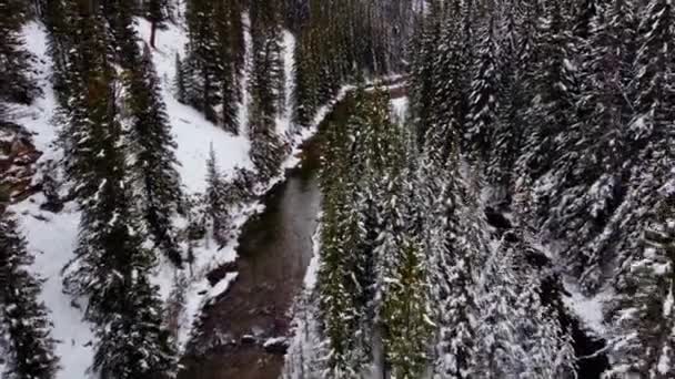 Kreek Dennenbos Sneeuw — Stockvideo