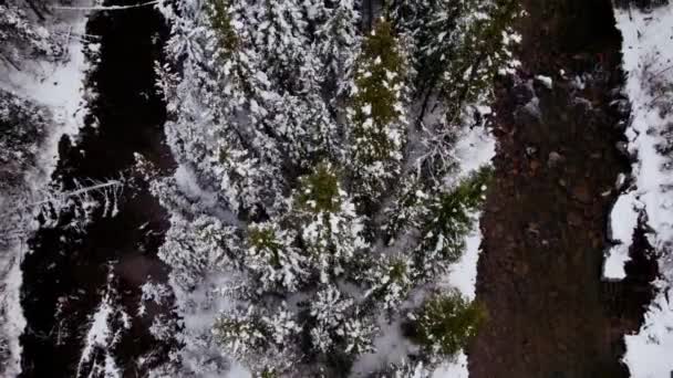 Kreek Dennenbos Van Boven Hellend Sneeuwen — Stockvideo