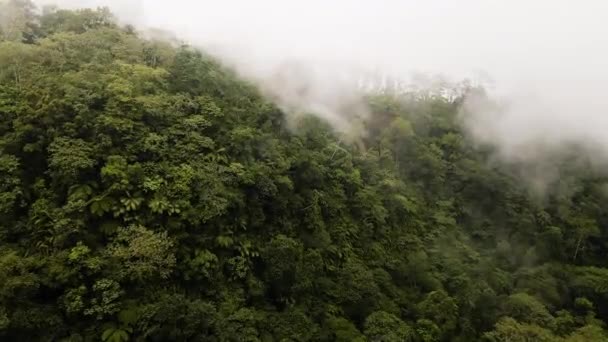 Vista Aérea Floresta Nebulosa Floresta Tropical Voo Sobre Selva Bali — Vídeo de Stock