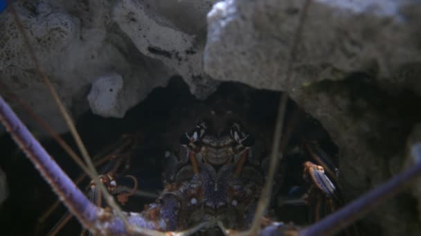 Extreme Close Spiny Lobster Florida Aquarium Tampa Florida Striped Bass — Stock Video