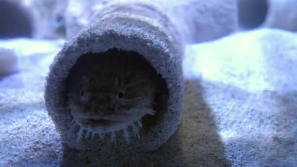 Närbild Juvenile Toadfish Nästet Underwater — Stockvideo