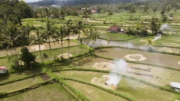 Agricultor Queimando Palha Arroz Seco Campo Dia Ensolarado Bali Indonésia — Vídeo de Stock