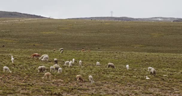 Paisaje Llano Con Llamas Alpacas Pampas Galeras Perú — Vídeos de Stock