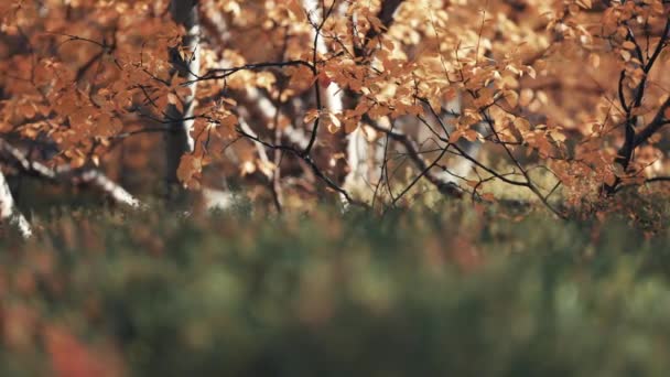 从地面矮桦树看去 地面上覆盖着五彩斑斓的叶子 柔软的苔藓和苔藓 前景暗淡 — 图库视频影像