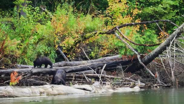 Rodzina Niedźwiedzi Grizzly Żerująca Nad Rzeką Great Bear Rainforest Kolumbia — Wideo stockowe