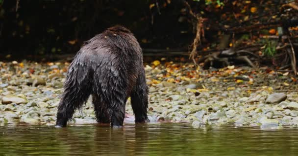 ヤンググリズリークマは川岸でサケを食べます グレートベア熱帯雨林 ブリティッシュコロンビア州 — ストック動画