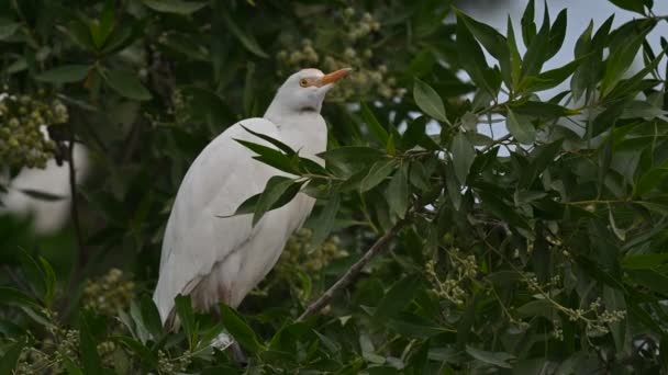 Cattle Egret Wandering Trees Insects Marsh Land Bahrain — Stock Video