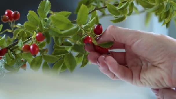 Mujer Mano Recoger Baya Roja Navidad Tradicional Decorativo Holly Branch — Vídeo de stock