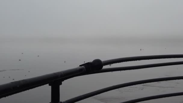 Sirályok Repülnek Lassított Felvételen Korlátokról Kísértetiesen Ködös Folyón — Stock videók