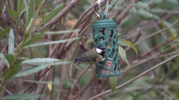 Great Tit Parus Major Eating Pecking Food Bird Feeder Close — Αρχείο Βίντεο