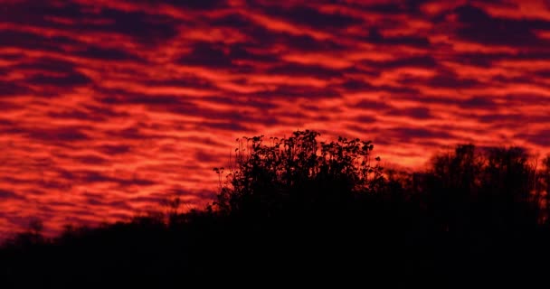 日没時には赤い層状の雲が急速に燃える前にシルエットの木の手持ち撮影 ケンタッキー州で非常に活気のある4K — ストック動画