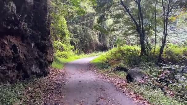 Wandelen Door Een Laurierbos Een Eenzaam Groen Pad Concepten Van — Stockvideo