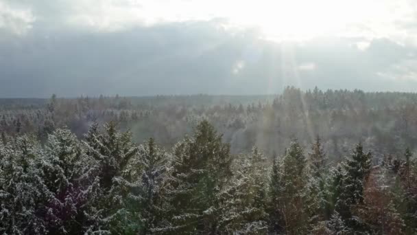 Luftaufnahme Eines Verschneiten Tages Mit Geringer Sicht Über Einen Nadelwald — Stockvideo