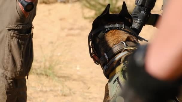 Close Cão Militar Combativo Com Uma Barreira Boca Espera Ordens — Vídeo de Stock