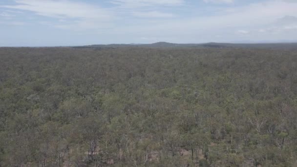 Flyover Greenery Woodland Boyne Riverbank Countryside Benaraby Far North Queensland — Wideo stockowe