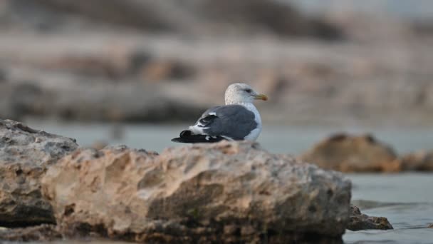 大黑背海鸥在巴林岩石海岸游荡觅食 — 图库视频影像