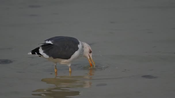 Trekvogels Grote Zwarte Meeuw Dwalend Rotsachtige Kust Van Bahrein Voor — Stockvideo