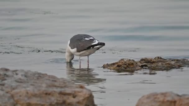 Aves Migratórias Grande Gaivota Dorso Preto Vagando Costa Rasa Bahrein — Vídeo de Stock