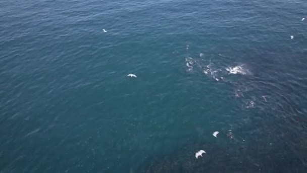 Massive Baitball Siendo Presa Tiburones Focas Vista Del Dron — Vídeos de Stock