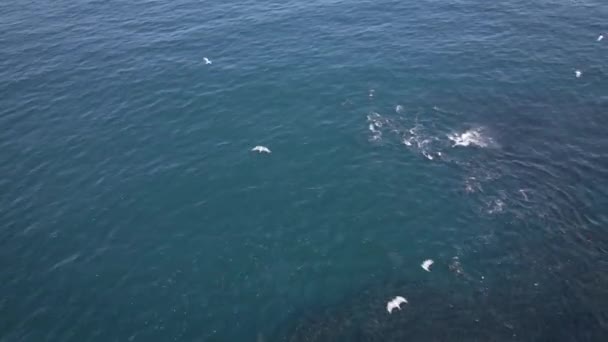 Enorme Baitball Wordt Aangevallen Door Haaien Zeehonden Drone View — Stockvideo