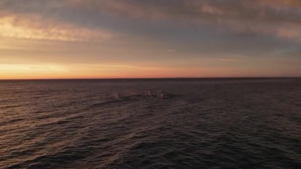 Impresionante Tiro Ballenas Soplando Distancia Atardecer — Vídeos de Stock