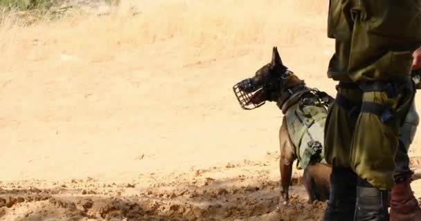 Wide Shot Combative Military Dog Mouth Barrier Waiting Orders His — Stock Video